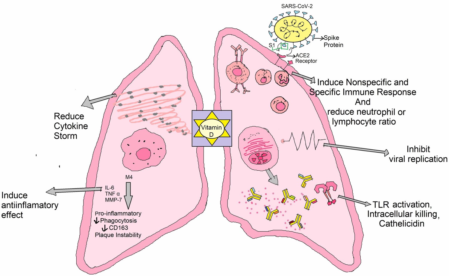 Role of vitamin D against COVID-19